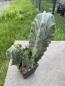 Preview: Myrtillocactus geometrizans